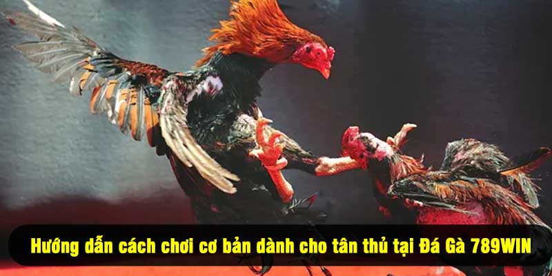 Hướng dẫn cách chơi cơ bản dành cho tân thủ tại Đá Gà 789WIN