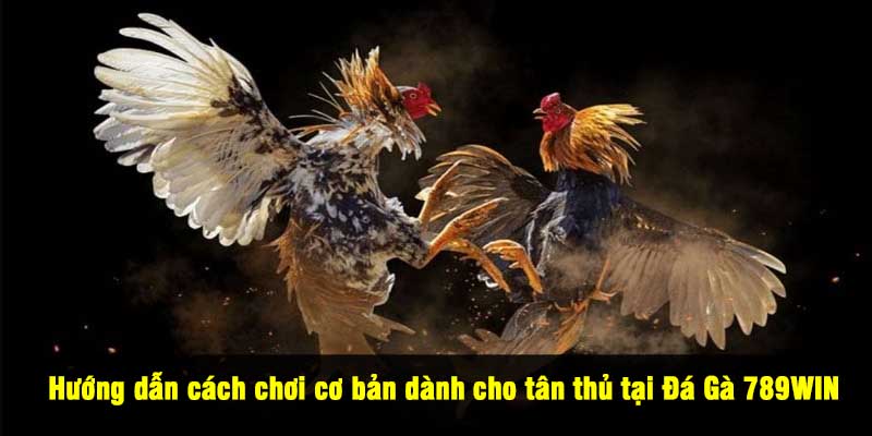 Ưu đãi hấp dẫn dành cho người chơi Đá Gà 789WIN